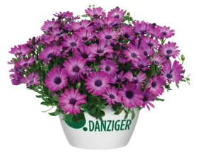OSTICADE™ Magenta