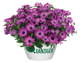 OSTICADE™ Magenta