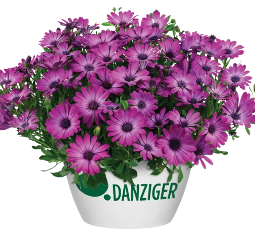 OSTICADE™ Magenta