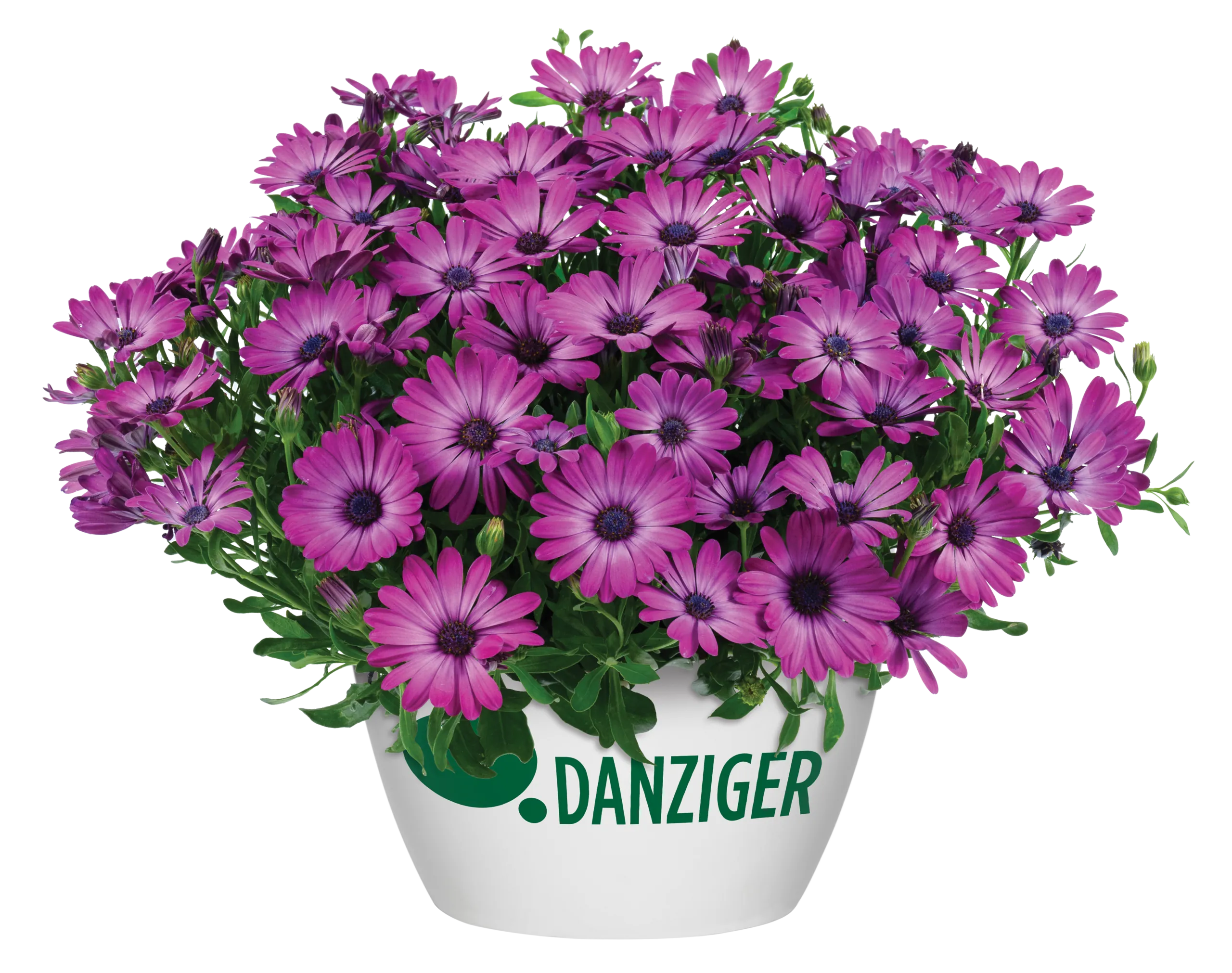 OSTICADE™ Magenta - Danziger