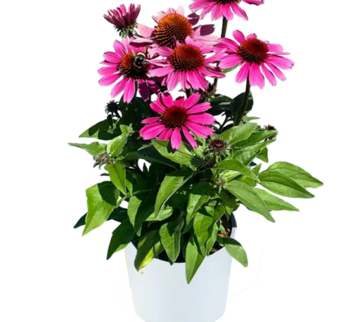 PANAMA™ Rose