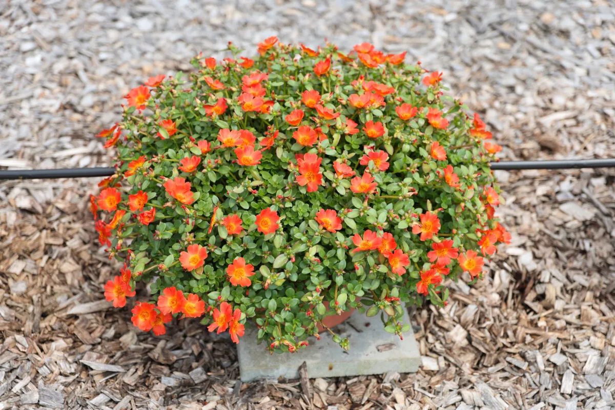 PAZZAZ NANO™ Deep Orange