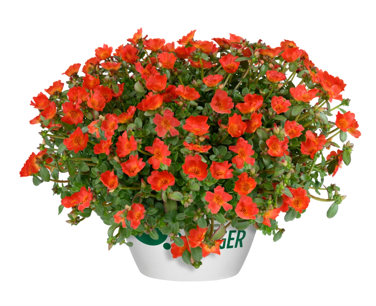 PAZZAZ NANO™ Deep Orange