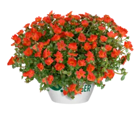 PAZZAZ NANO™ Deep Orange