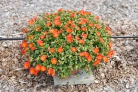 PAZZAZ NANO™ Deep Orange