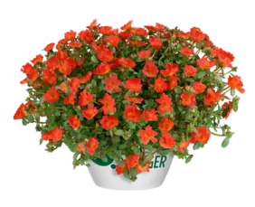 PAZZAZ NANO™ Deep Orange