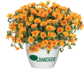 PAZZAZ NANO™ Mango
