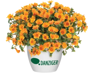 PAZZAZ NANO™ Mango