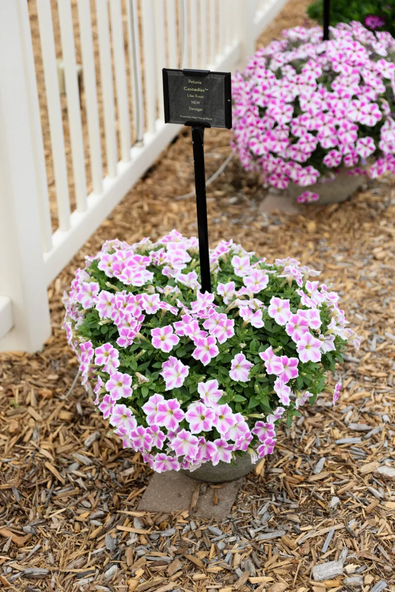 CASCADIAS™ Lilac Frost