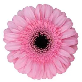 Pink India™