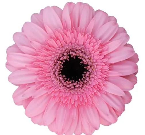 Pink India™