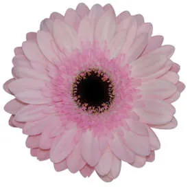 POSY™