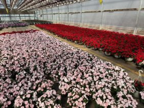 SOL LUNA PRIME™ Pearl