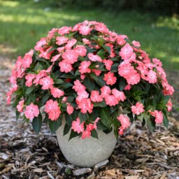 SOL LUNA PRIME™ Light Salmon