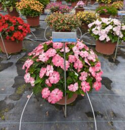 SOL LUNA PRIME™ Light Salmon