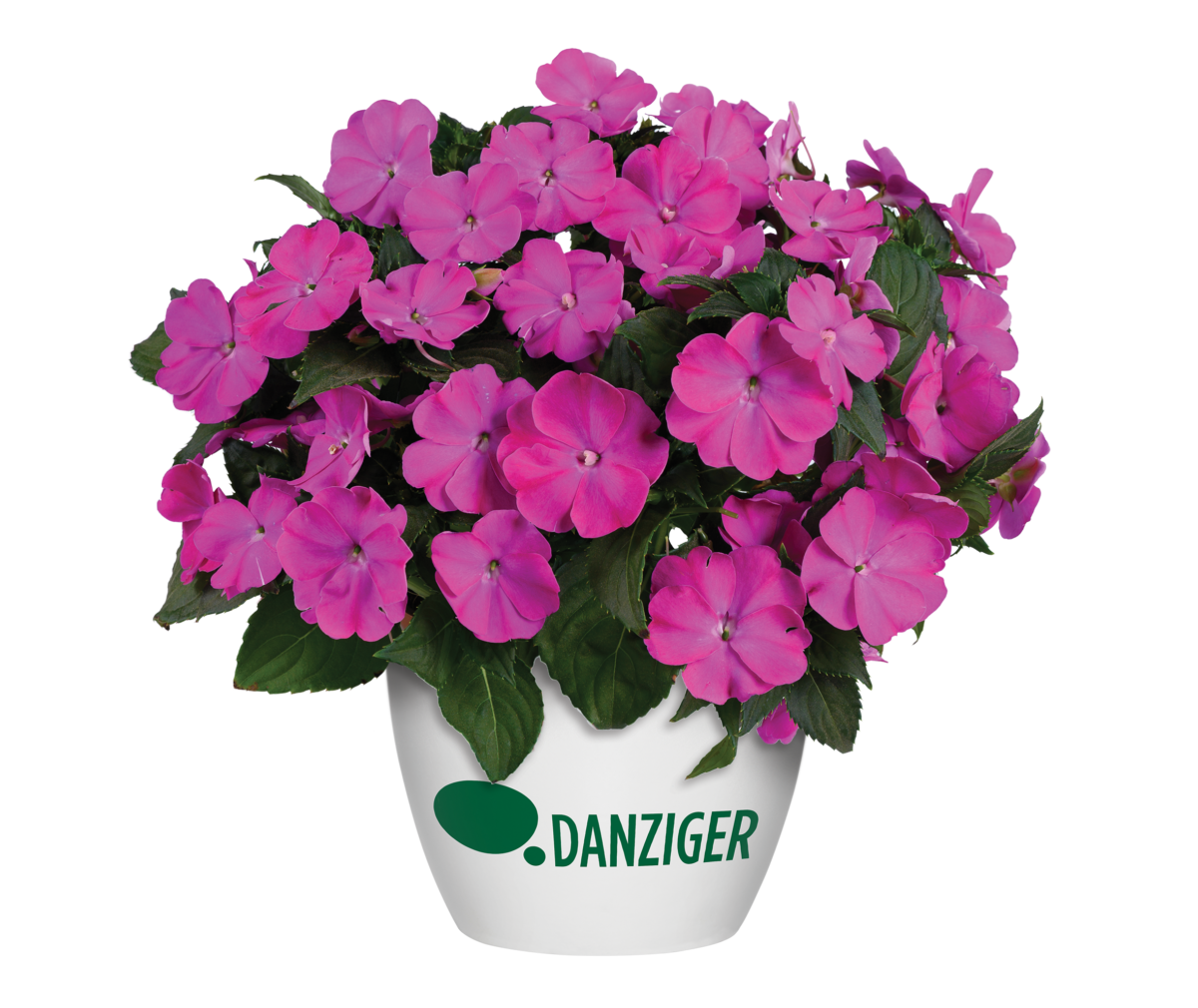 SOL LUNA PRIME™ Orchid - Danziger