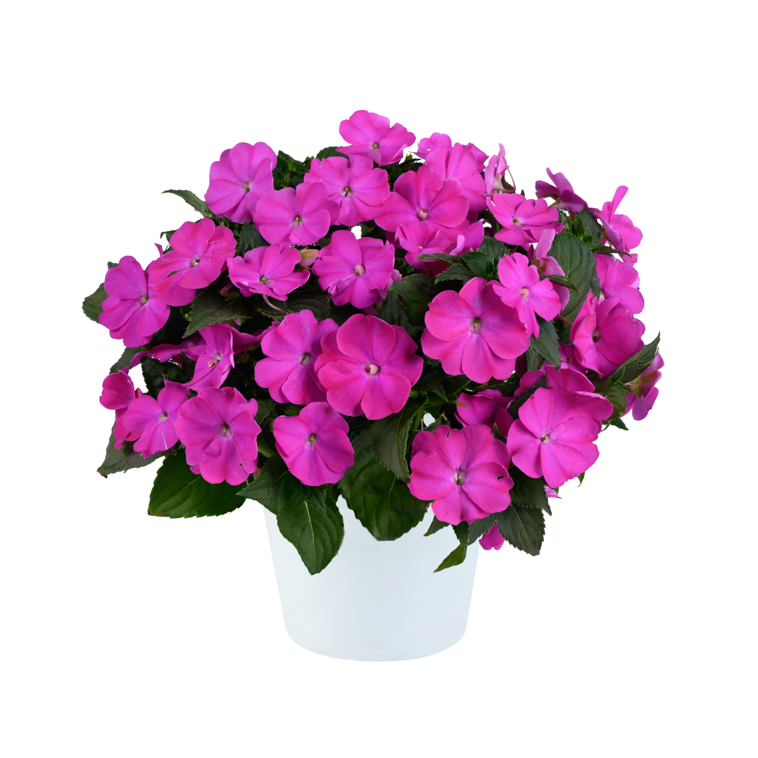 SOL LUNA PRIME™ Series Archives Danziger