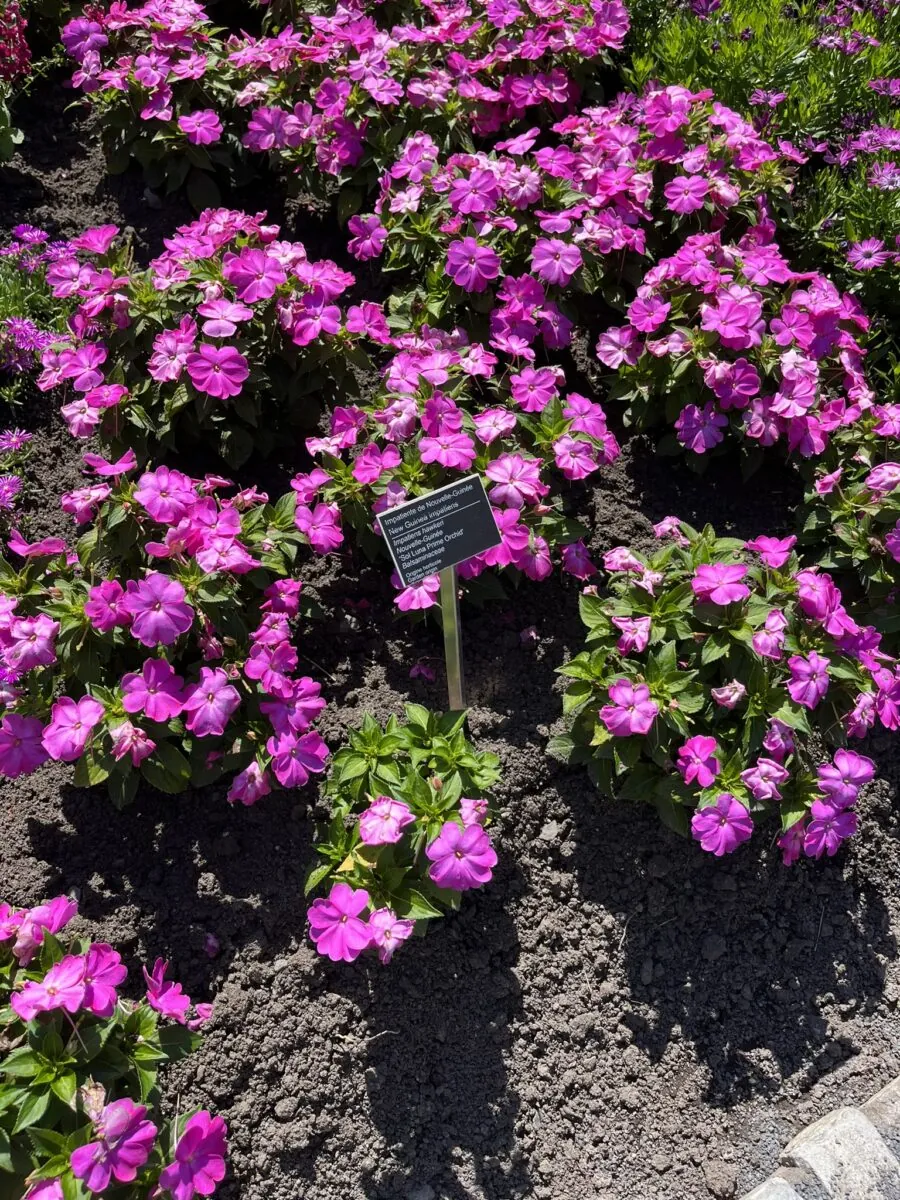 SOL LUNA PRIME™ Orchid
