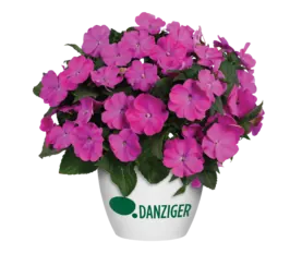 SOL LUNA PRIME™ Orchid