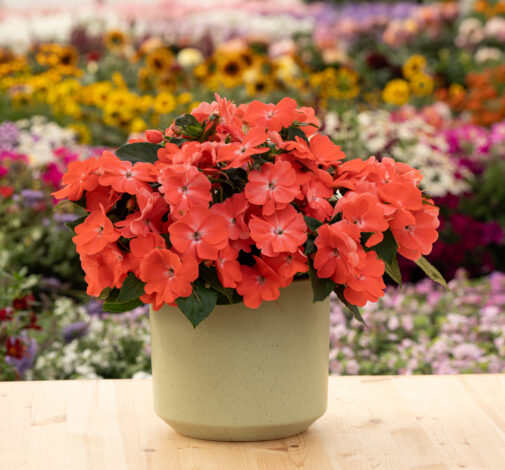 SOL LUNA PRIME™ Peach