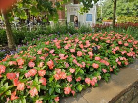 SOL LUNA PRIME™ Peach