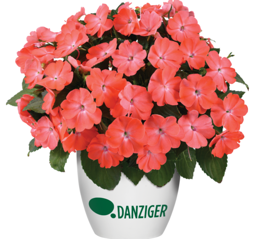 SOL LUNA PRIME™ Peach