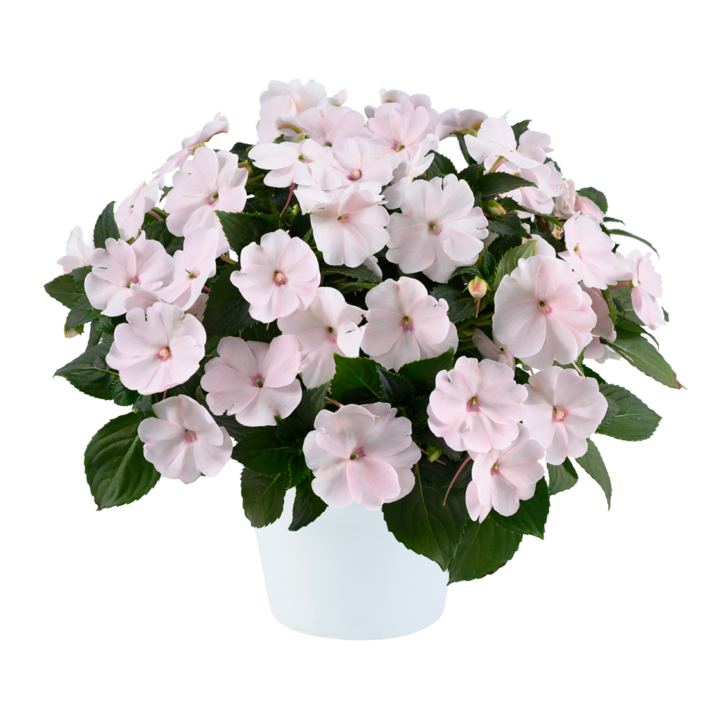 SOL LUNA PRIME™ Series Archives Danziger