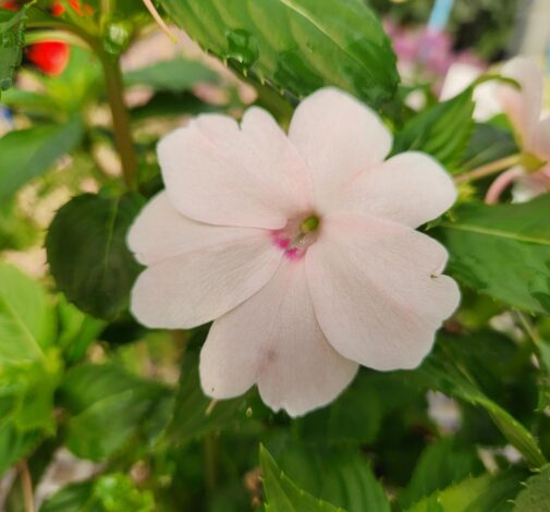 SOL LUNA PRIME™ Pearl