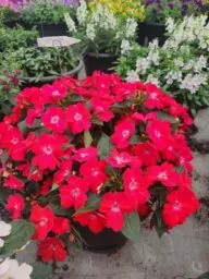 SOL LUNA PRIME™ Red
