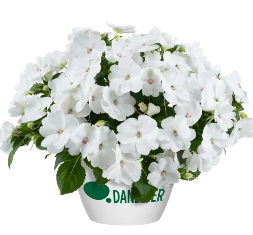 SOL LUNA PRIME™ White