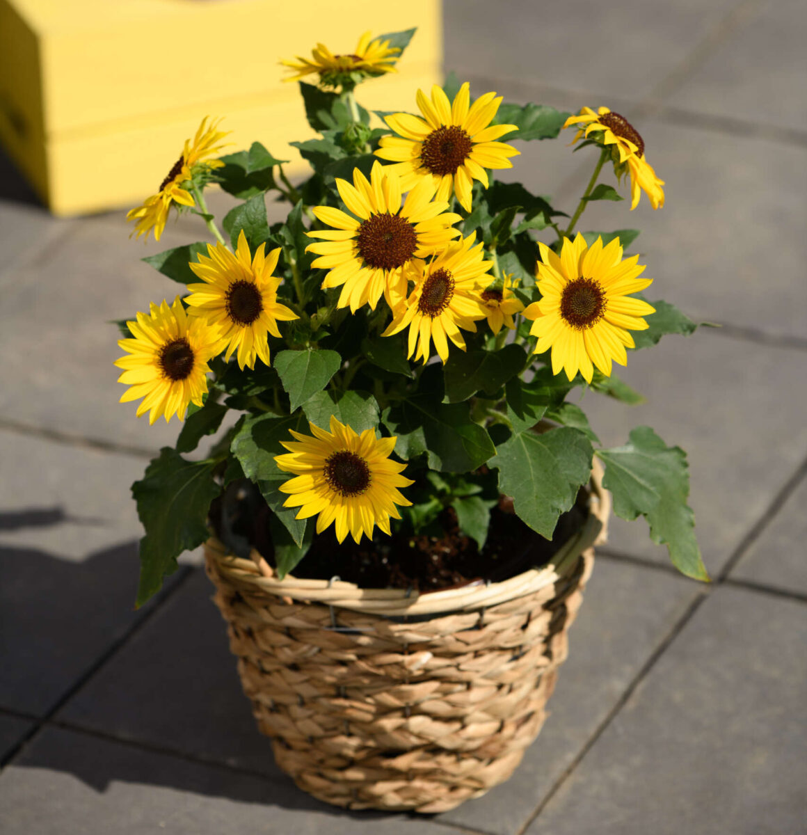 Sunflower╰(*´︶`*)╯ Sunflower 70004 | 1166 + PCS – jmbricklayer