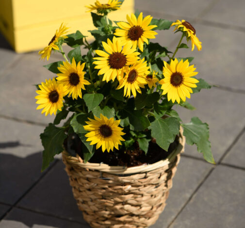SOL SEEKER™ Bee Yellow - Danziger