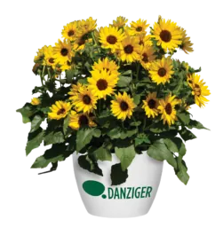 SOL SEEKER™ Bee Yellow