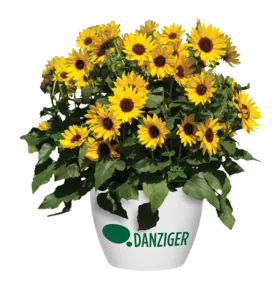 SOL SEEKER™ Bee Yellow
