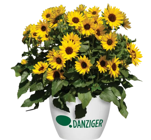 SOL SEEKER™ Bee Yellow