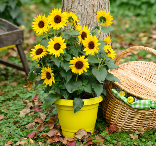 SOL SEEKER™ Bee Yellow - Danziger