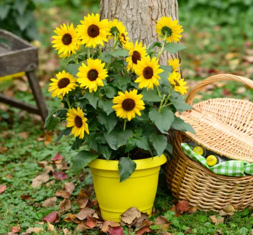SOL SEEKER™ Bee Yellow
