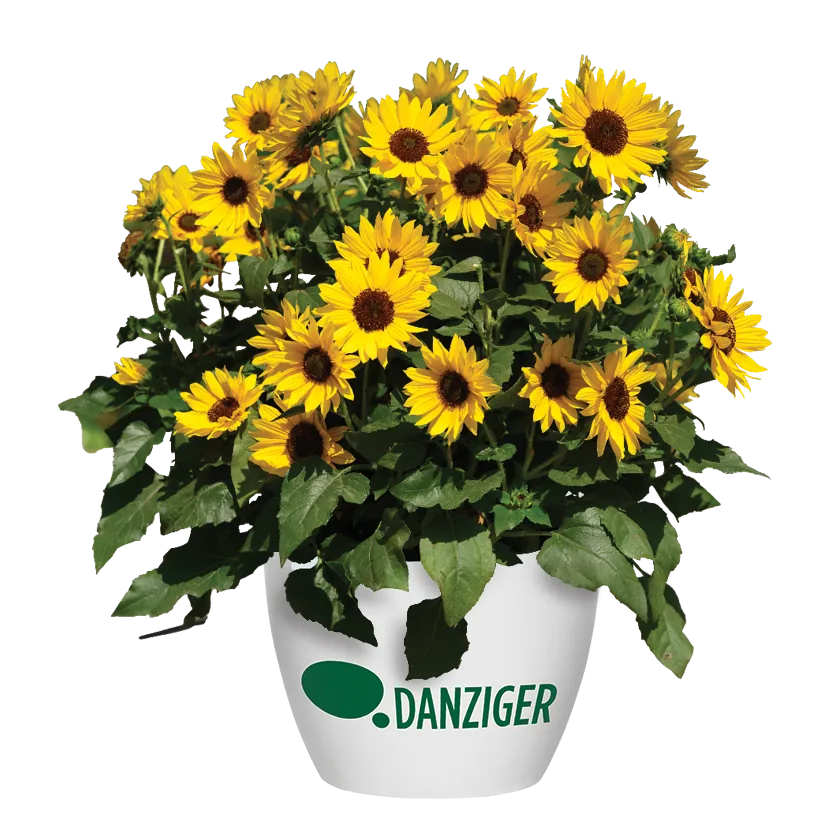 SOL SEEKER™ Bee Yellow