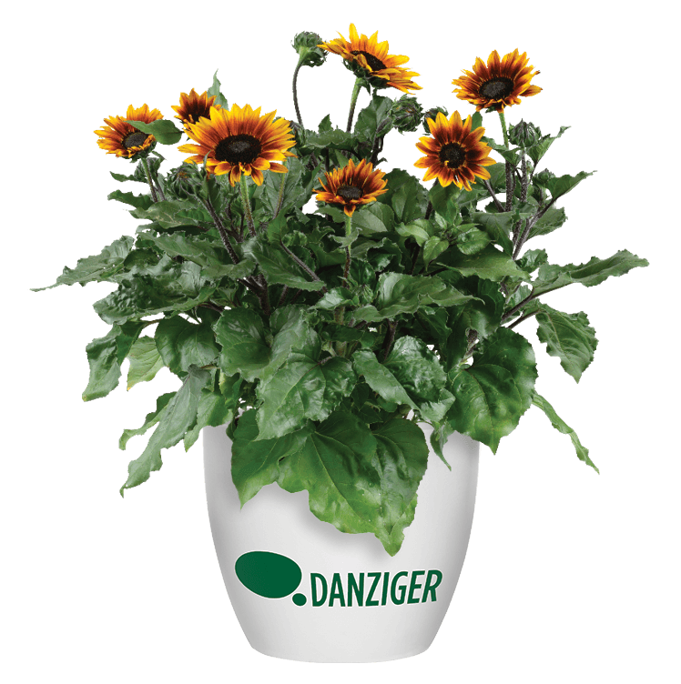 SOL SEEKER™ Bronze Burst - Danziger