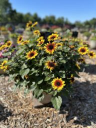 SOL SEEKER™ Golden Nectar