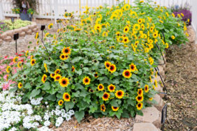 SOL SEEKER™ Golden Nectar