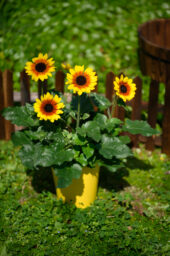 SOL SEEKER™ Golden Nectar