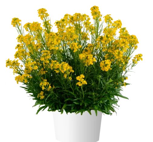 SUNSTRONG™ Yellow