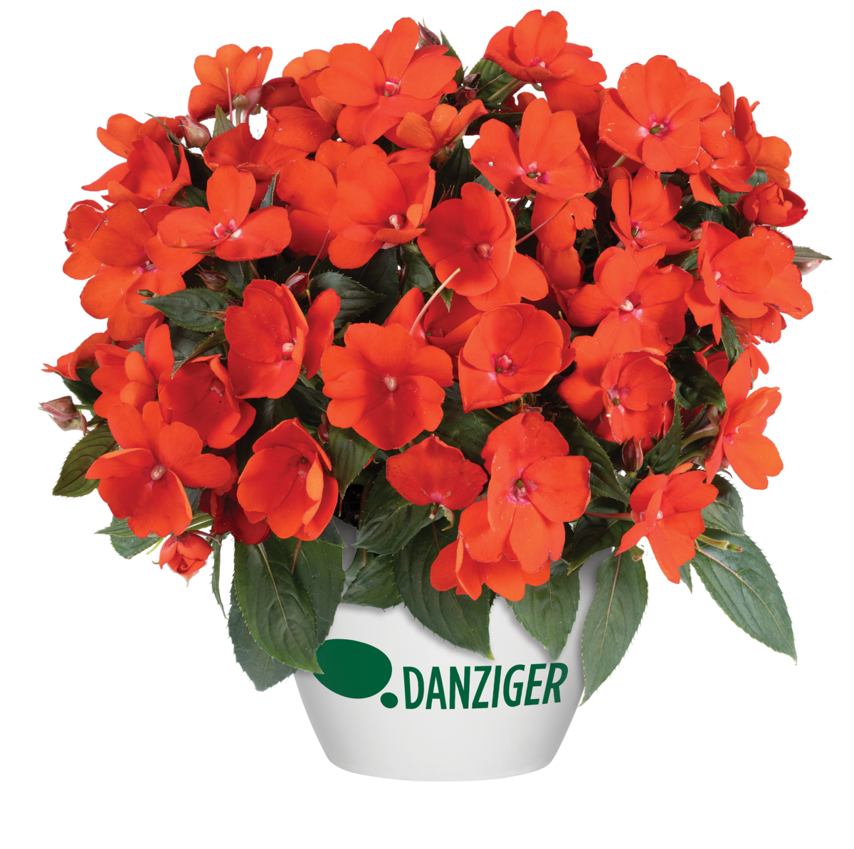 SOL LUNA™ Compact Orange - Danziger