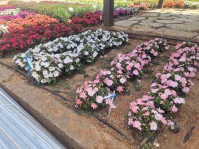 SOL LUNA PRIME™ Light Salmon