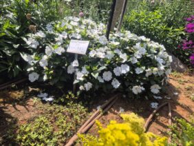 SOL LUNA PRIME™ White