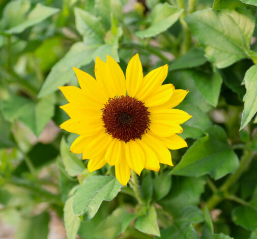 SOL SEEKER™ Bee Yellow - Danziger