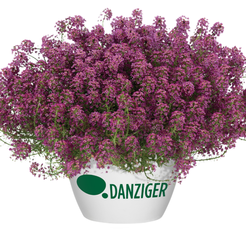 STREAM™ Raspberry Imp.