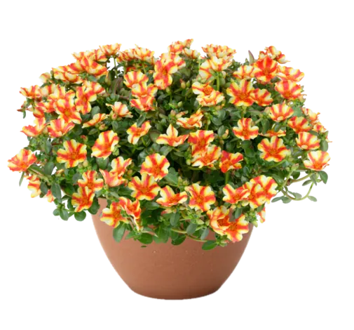 MEGA PAZZAZ™ Papaya Twist