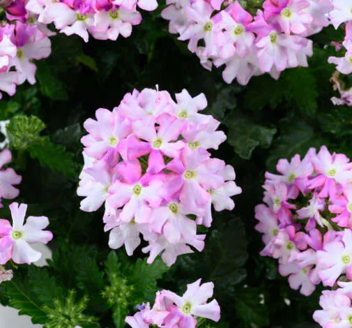 VANESSA™ Bicolor Light Pink